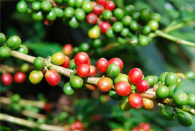 Exportação Café verde brasileiro